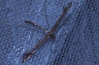 Amblyptilia acanthadactyla