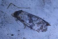 Neocochylis molliculana