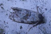 Neocochylis molliculana