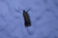 Coptotriche marginea