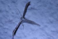 Emmelina monodactyla