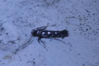 Parectopa ononidis