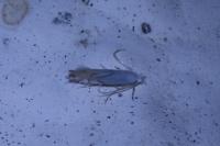Phyllonorycter harrisella