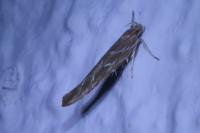 Pyroderces argyrogrammos