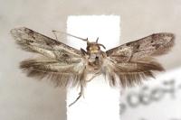 Blastobasis glandulella