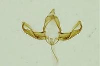 Blastobasis glandulella