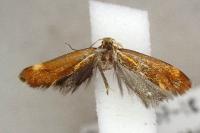 Metalampra italica