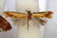 Batia lunaris