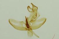 Batia lunaris