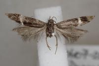 Aproaerema cinctella
