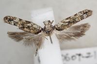 Psoricoptera gibbosella