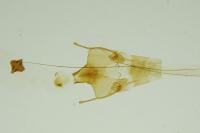 Psoricoptera gibbosella