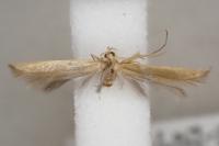 Coleophora flavipennella