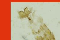 Coleophora flavipennella