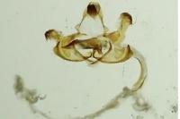 Coleophora deauratella