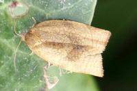 Cacoecimorpha pronubana
