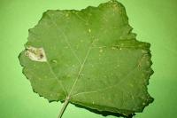 Phyllonorycter sagitella
