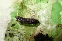 Phyllonorycter sagitella