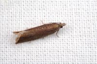 Bactra