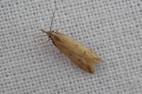 Dichomeris acuminata