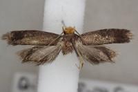 Cephimallota crassiflavella