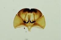 Cephimallota crassiflavella