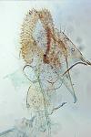 Phalonidia contractana