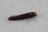 Monopis nigricantella