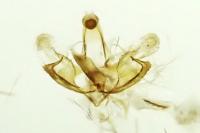 Coleophora mayrella