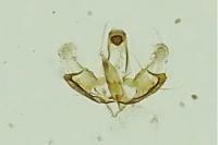 Coleophora mayrella