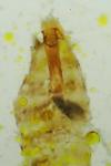 Coleophora lutipennella