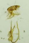 Aproaerema anthyllidella