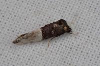 Trichophaga