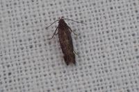 Aproaerema anthyllidella