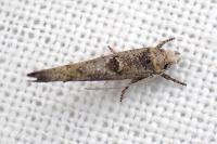 Zelleria oleastrella
