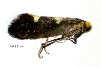 Incurvaria masculella