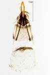 Incurvaria masculella