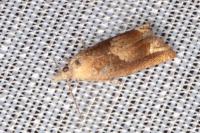 Eucosma conterminana