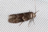 Blastobasis glandulella