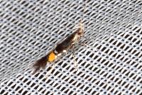 Cosmopterix