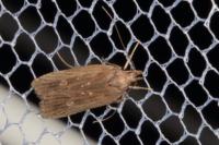 Helcystogramma triannulella