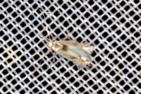 Phyllocnistis unipunctella