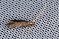 Lecithocera nigrana