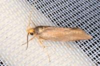 Crassa unitella