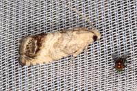 Cydia splendana