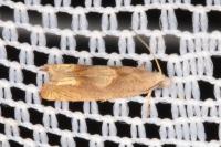 Eucosma conterminana