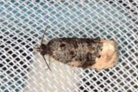 Metendothenia atropunctana