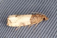 Notocelia roborana