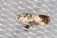 Pammene fasciana