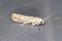 Yponomeuta rorrella